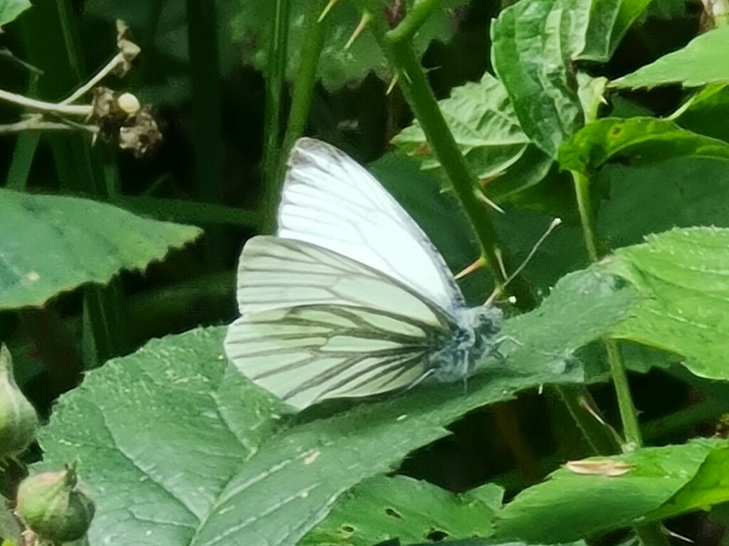 Green veined white from enfield uk on june 17 2024 at 01 46 pm by