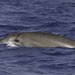 Beaked Whales - Photo (c) Ed Corey, all rights reserved, uploaded by Ed Corey