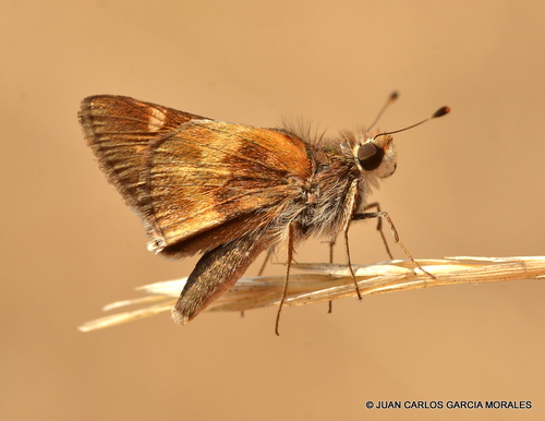 Mexican Umber Skipper