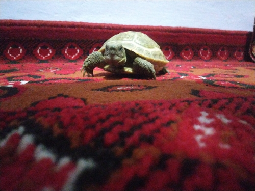Afghan Tortoise