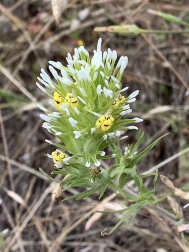 Castilleja lineariloba (Benth.) T.I.Chuang & Heckard
