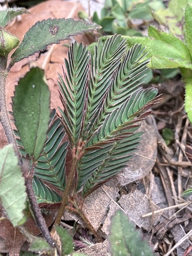 Sensitive Plant