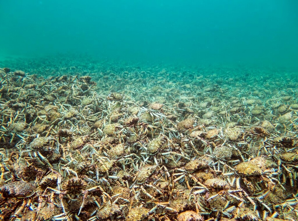 Great spider crab in June 2024 by Jacinta Colvin. Many thousands of ...