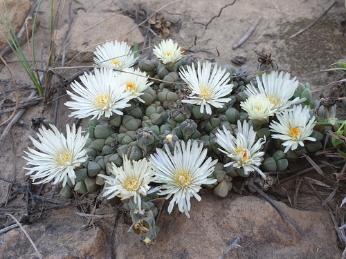 Albany Hardfig (Corpuscularia taylorii)