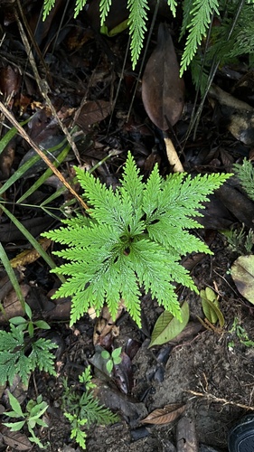 Selaginella haematodes