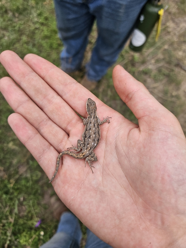 Ornate Tree Lizard from Menard County on June 19, 2024 at 12:30 PM by ...