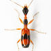 Colliuris ludoviciana - Photo (c) Chris Rorabaugh, all rights reserved, uploaded by Chris Rorabaugh
