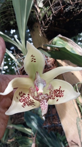 Embreea