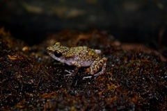 Guerrero Peeping Frog photo 1