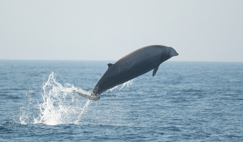 Cuvier's Beaked Whale