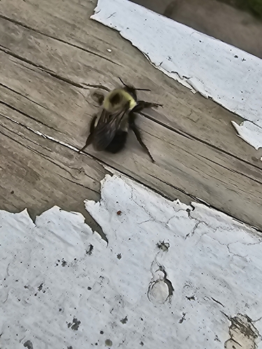 Bombus vagans vagans