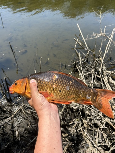 Common × Amur Carp