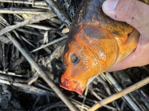 Common × Amur Carp
