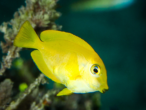 Orangeblotch Surgeonfish