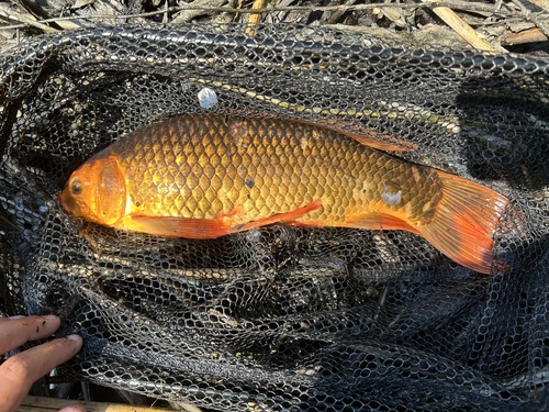 Common × Amur Carp