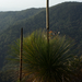 Xanthorrhoea glauca - Photo 由 Eric in SF 所上傳的 (c) Eric in SF，保留所有權利