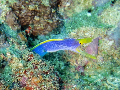 Ribbon Eel
