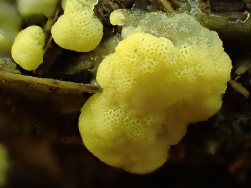 Ceratiomyxa porioides nuotrauka