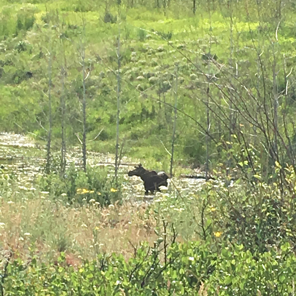 Moose from 98814, Carlton, WA, US on May 28, 2016 at 03:45 PM by ...