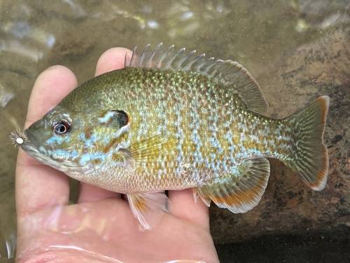 Greengill Sunfish