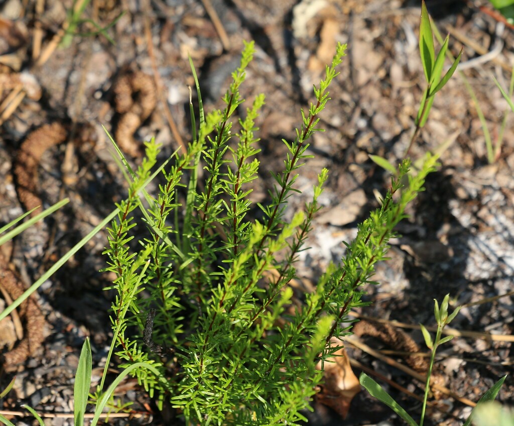 Sandhill st john s wort from polk county fl usa on april 26 2024 at