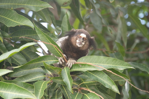 Black-tufted-ear Marmoset