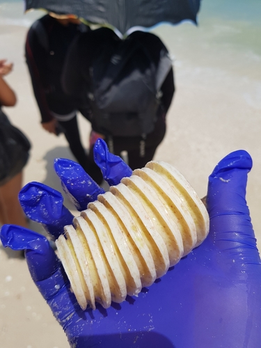 West Indian Chank Shell