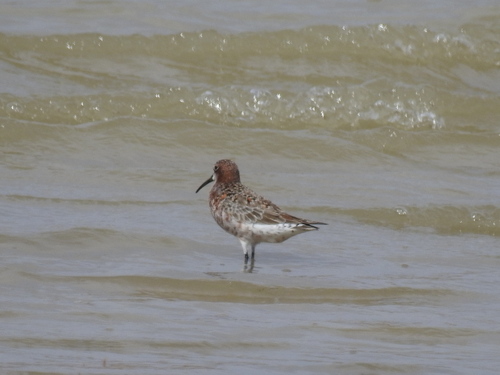 Curlew Sandpiper