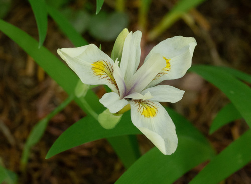 Iris tenuis