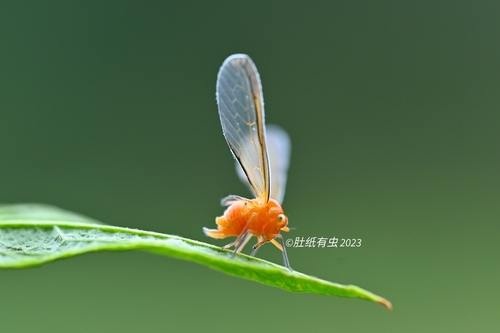 Diostrombus politus