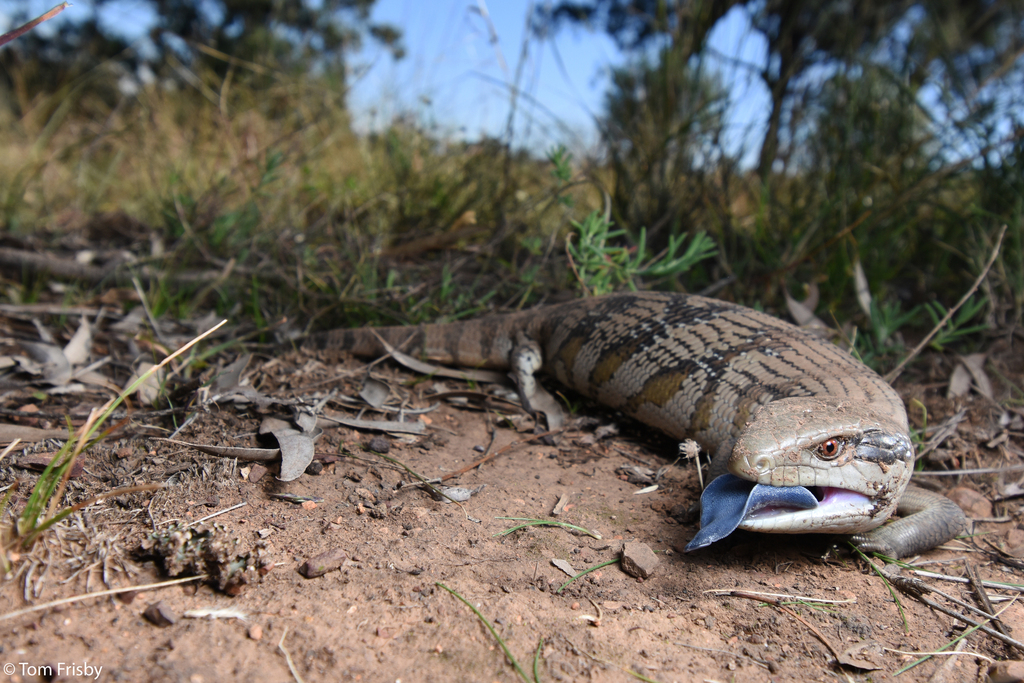 Common Bluetongue (Tiliqua scincoides)