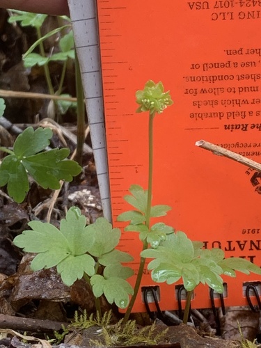 Moschatel