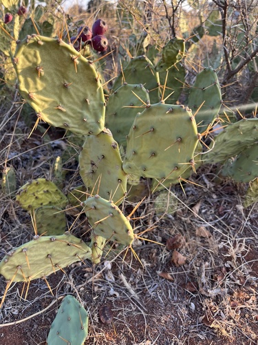shell mound pricklypear
