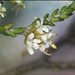 Macrostylis cauliflora - Photo (c) Chris Whitehouse, כל הזכויות שמורות, הועלה על ידי Chris Whitehouse