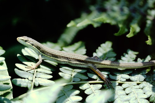 Mountain Grass Lizard