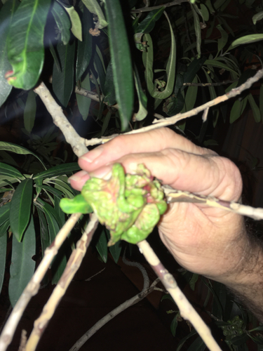 Mangifera austroindica