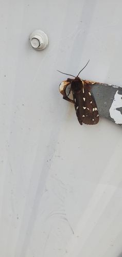 St. Lawrence Tiger Moth