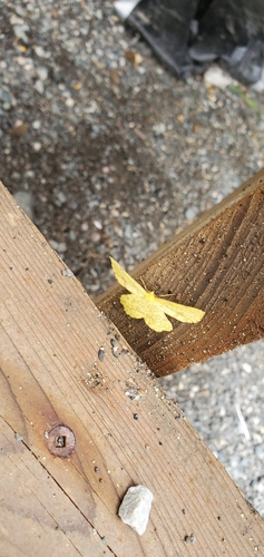 Crocus Geometer Moths