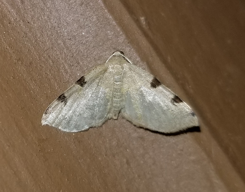 Three-spotted Fillip from Fentress County, TN, USA on June 19, 2024 at ...