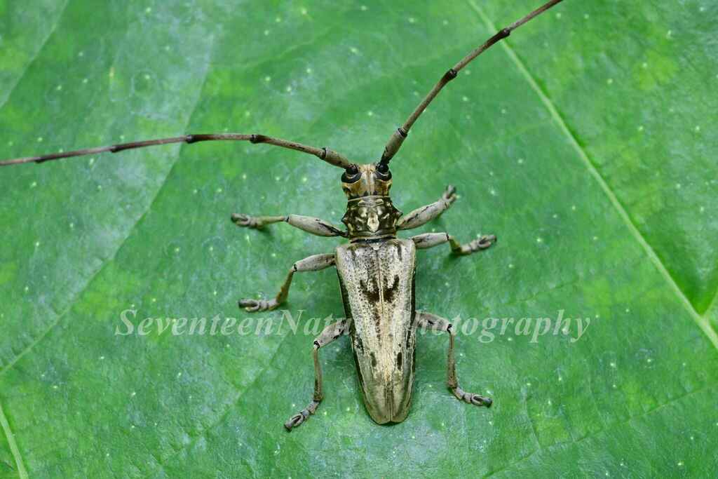 Acalolepta speciosa from 中国海南省五指山市 on June 10, 2024 at 1019 PM by