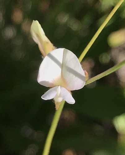 erect milkpea (Galactia erecta)