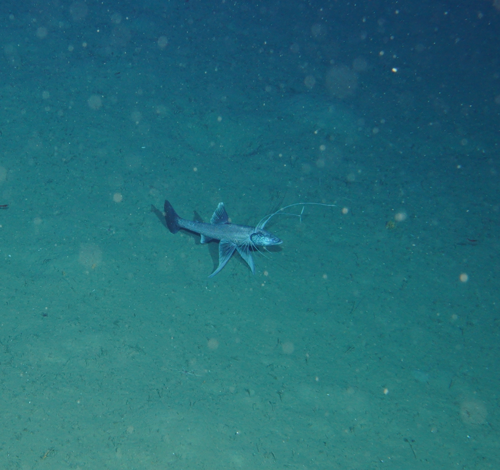 Bathypterois