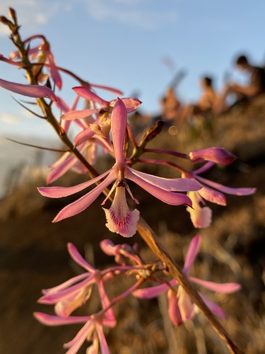 Pseudolaelia dutrae