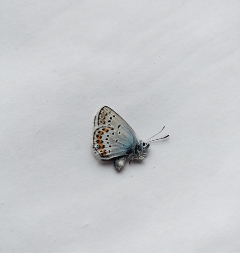 Silver-studded Blue