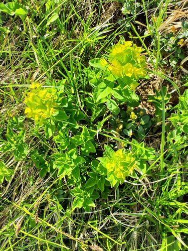 Euphorbia carpatica