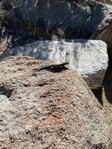 iNaturalist observation photo of Common Sagebrush Lizard
