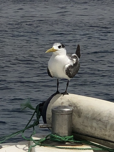 Great Crested Tern