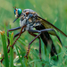 Giant Prairie Robber Fly - Photo (c) tadamcochran, all rights reserved, uploaded by tadamcochran