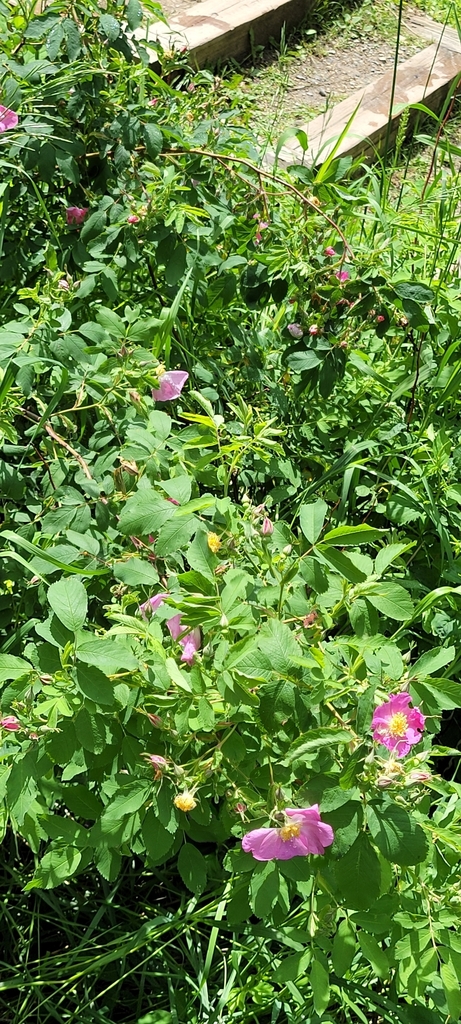 Prickly Wild Rose from Itasca Township, MN, USA on June 19, 2024 at 12: ...