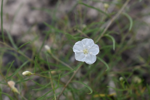 Stylisma pickeringii var. pattersonii